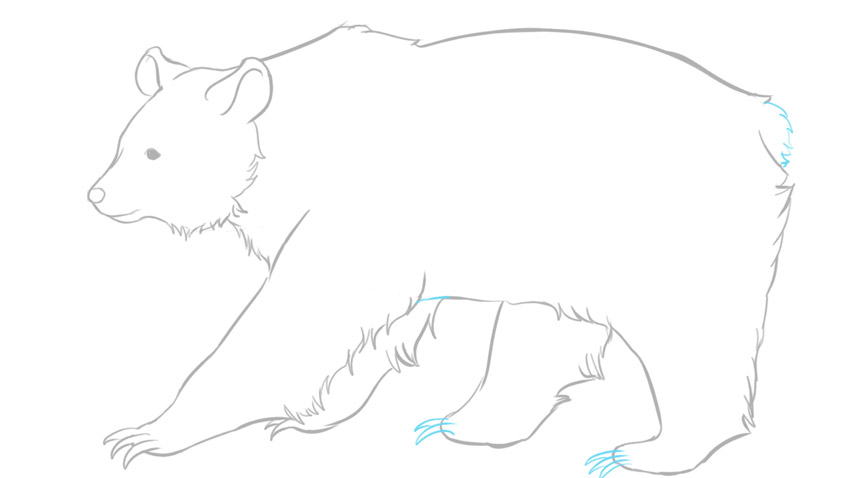 bear draw for beginners