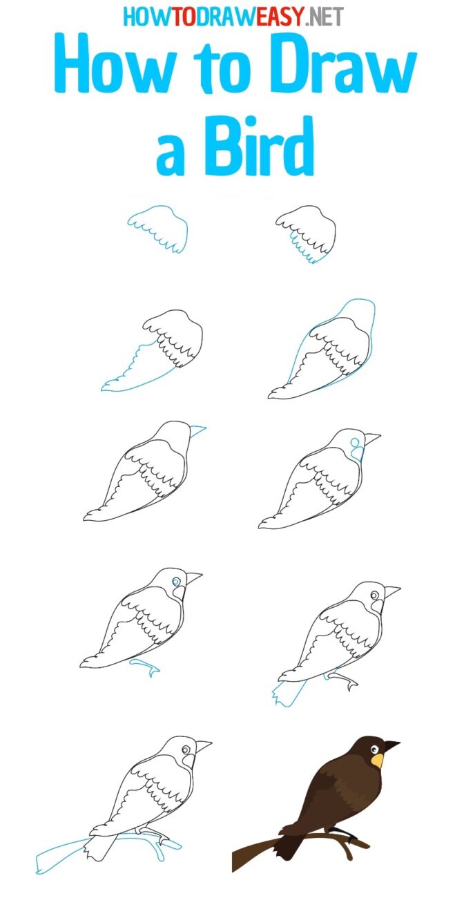 How to Draw a Bird How to Draw Easy