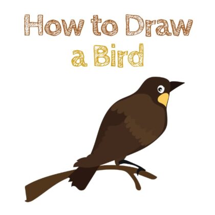 Bird How to Draw for beginners