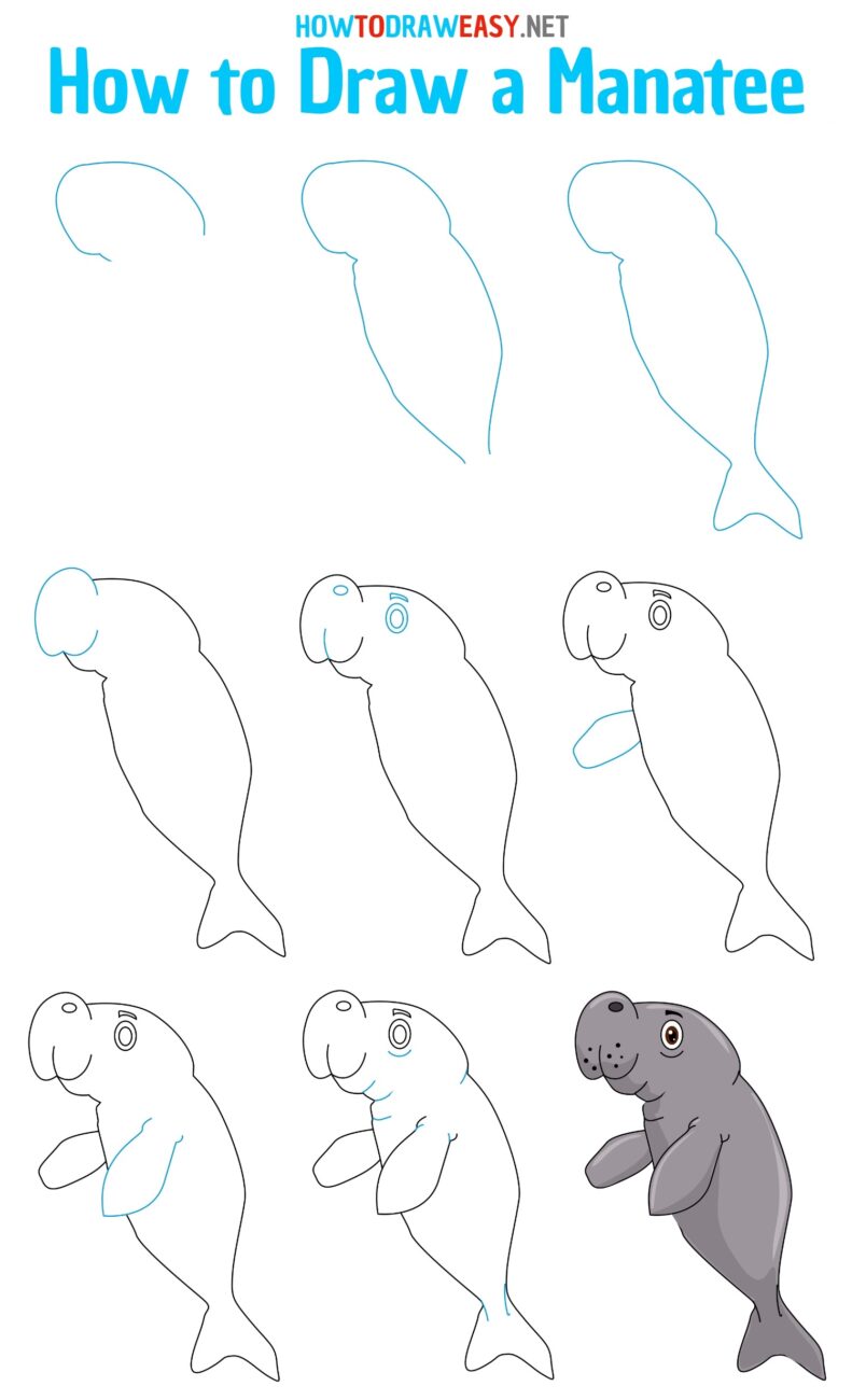 How to Draw a Manatee How to Draw Easy