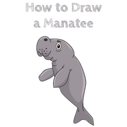 Manatee How to Draw