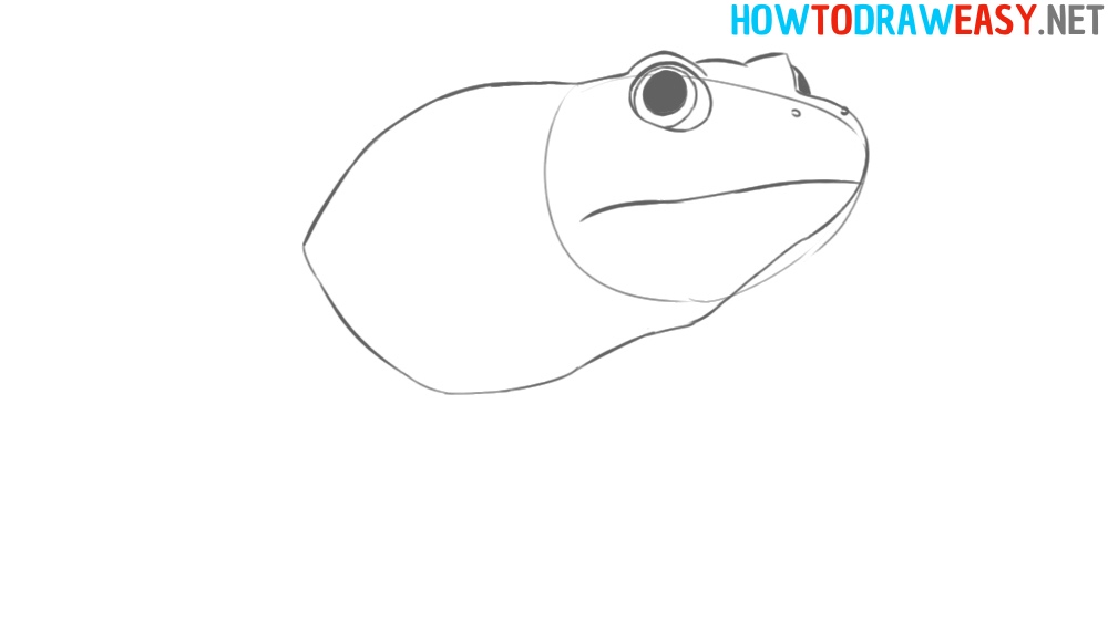Frog Drawing Step by Step