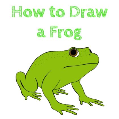 Frog How to Draw for Beginners