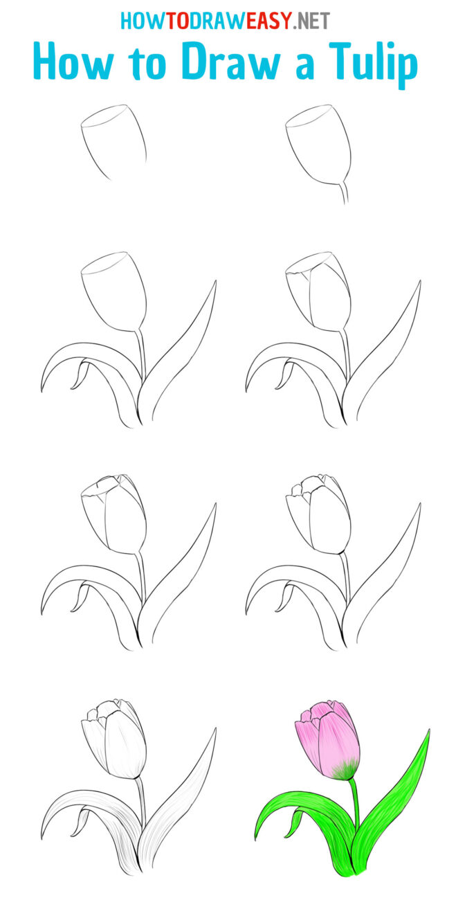 How To Draw A Tulip Really Easy Drawing Tutorial In 2021 Drawing