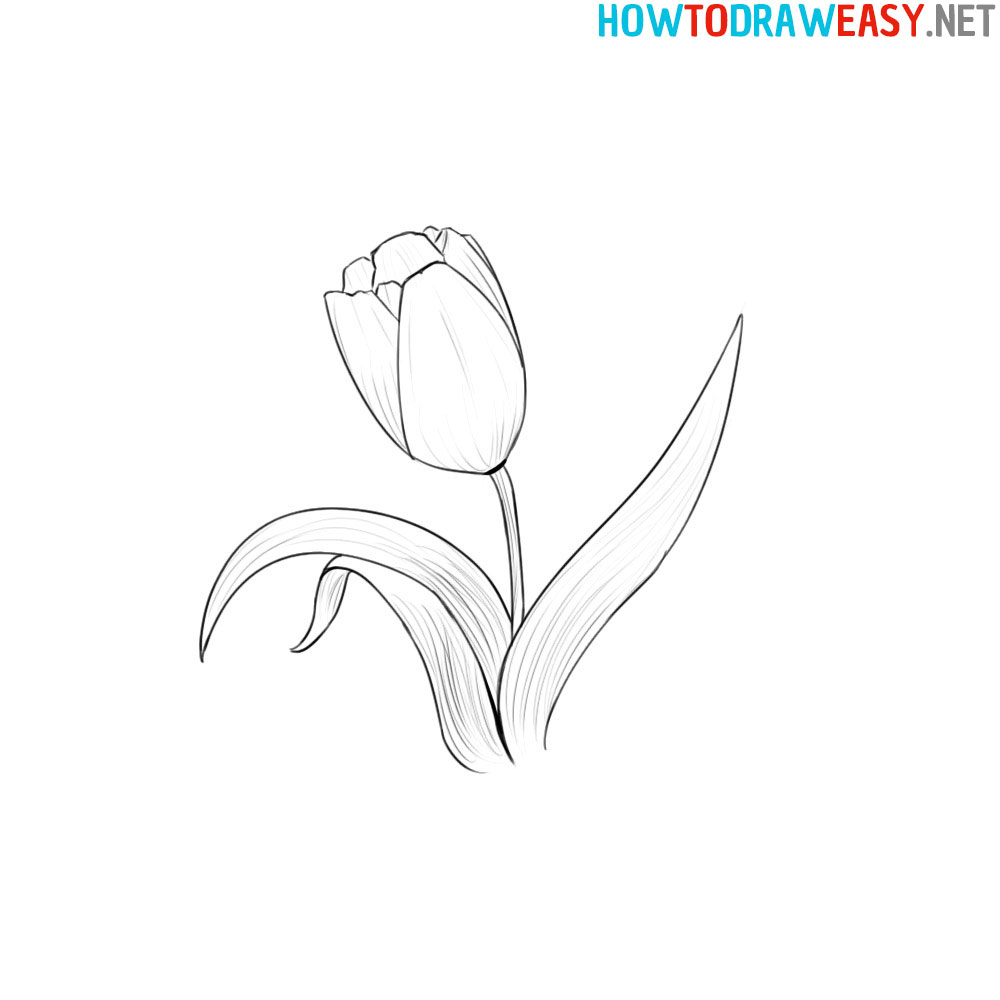 How to Sketch a Tulip