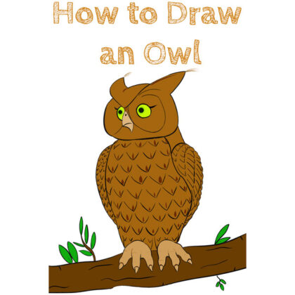 Owl How to Draw