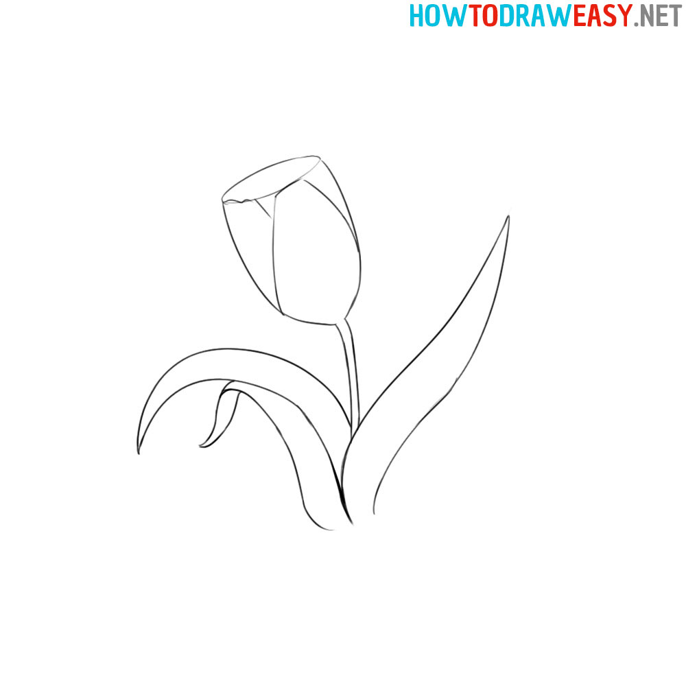 how to draw a realistic tulip
