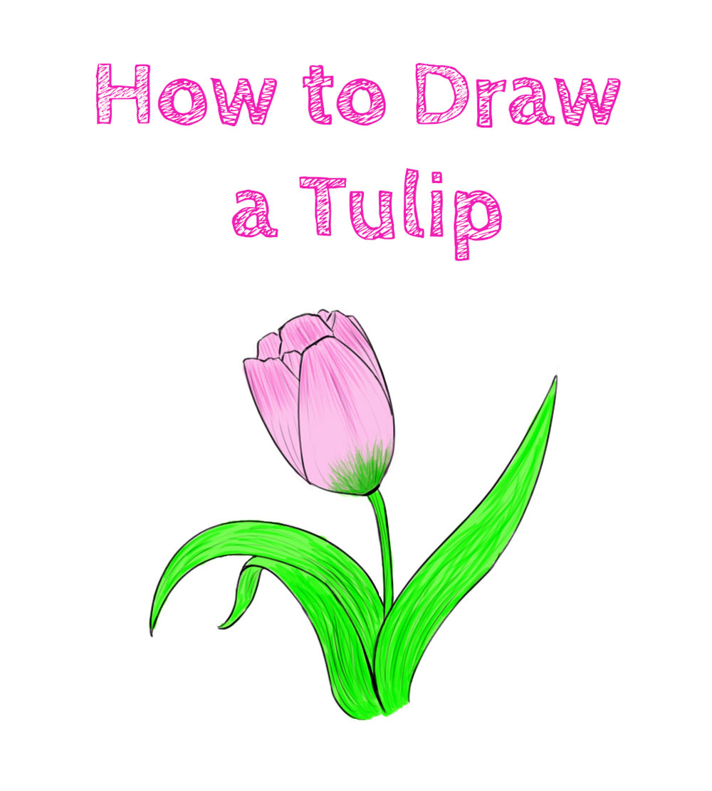how to draw a tulip easy