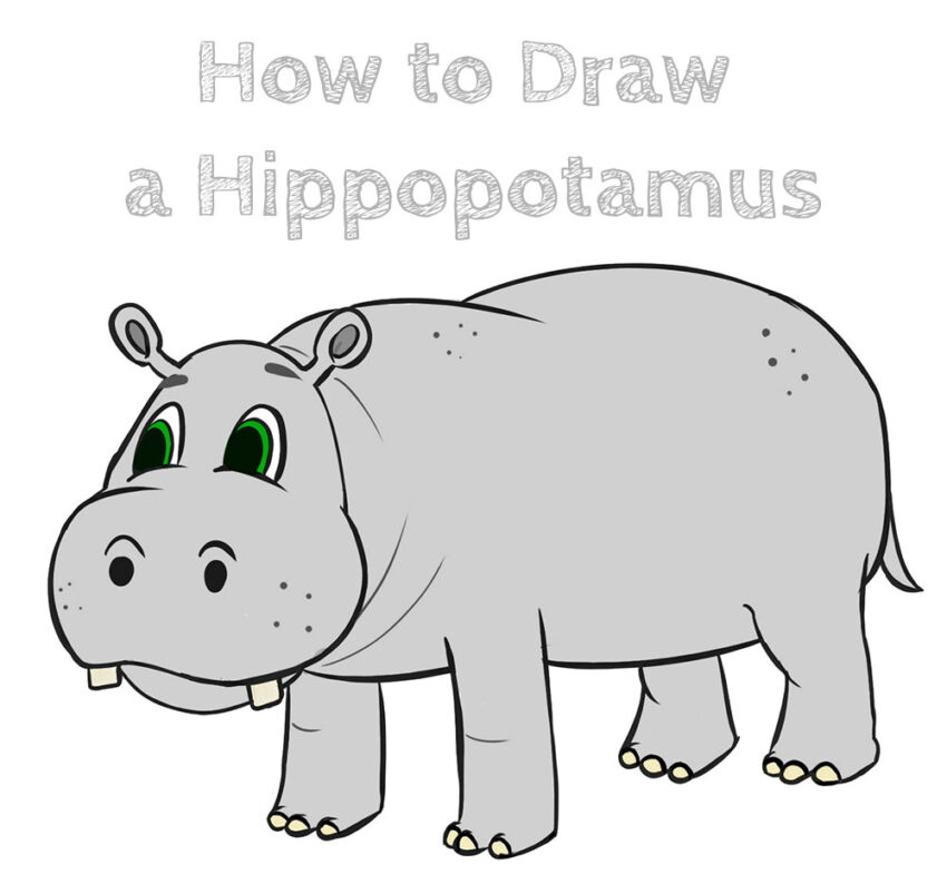 How to Draw a Cartoon Hippopotamus How to Draw Easy