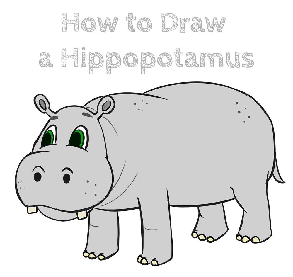 How to Draw a Cartoon Hippopotamus