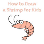How to Draw a Shrimp for Kids