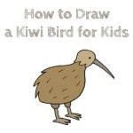 How to Draw a Kiwi Bird for Kids