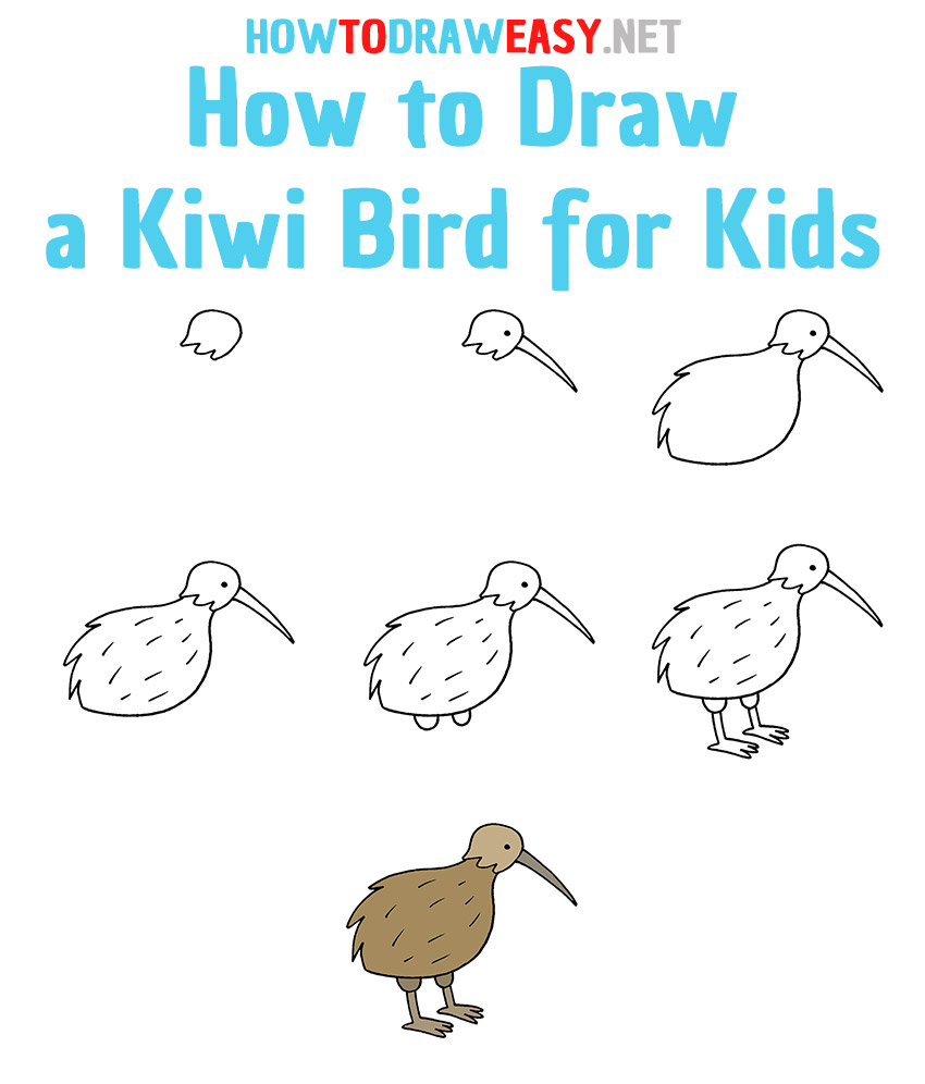 How to Draw a Kiwi Bird Step by Step