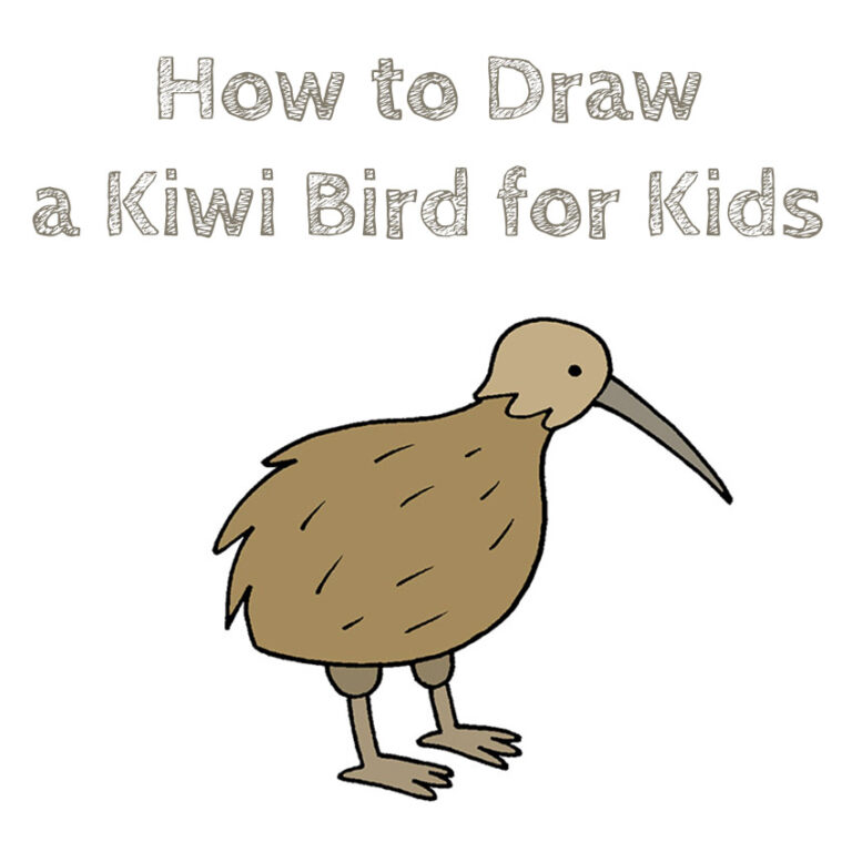 How To Draw A Kiwi Bird Easy Step By Step Learn How To Draw Kiwi