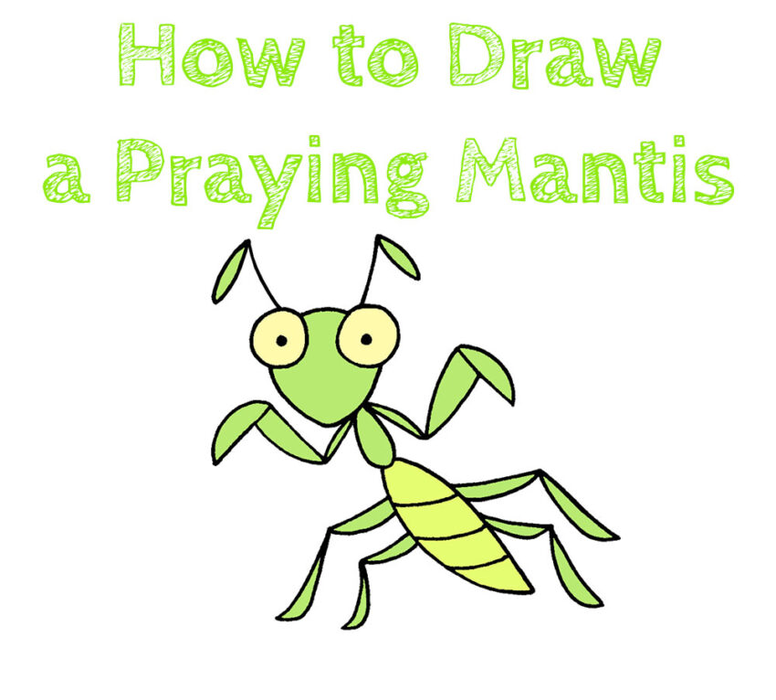 How to Draw a Praying Mantis for Kids How to Draw Easy
