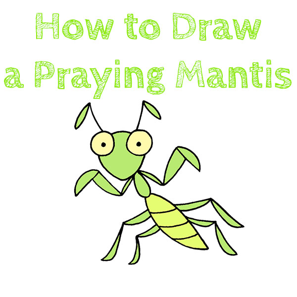 How to Draw a Praying Mantis for Kids