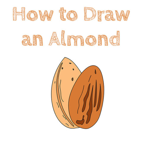 How to Draw an Almond for Kids