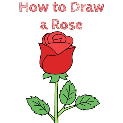 Rose How to Draw