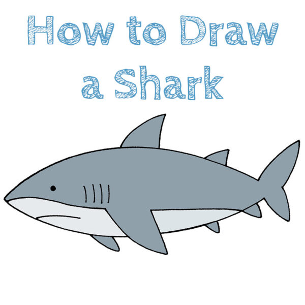 How to Draw a Shark - How to Draw Easy