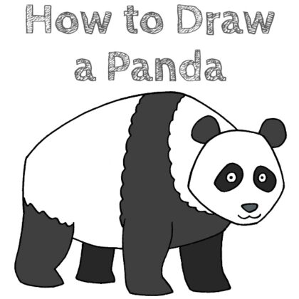 Panda How to Draw