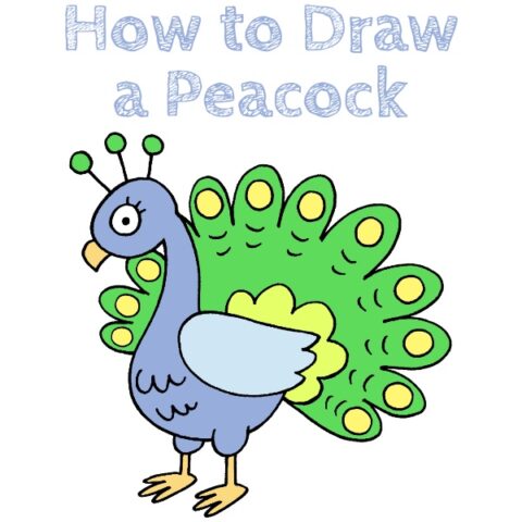 Peacock Drawing Tutorial Easy