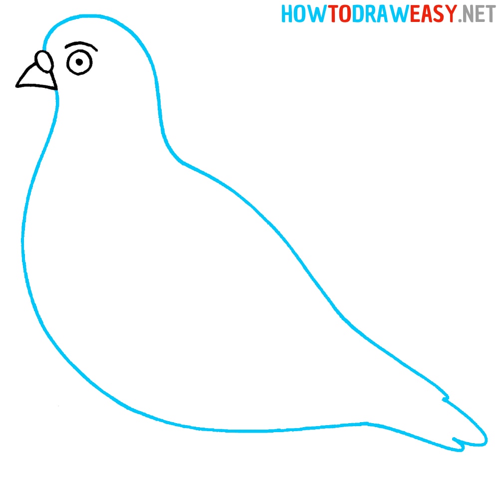 Pigeon Body Drawing