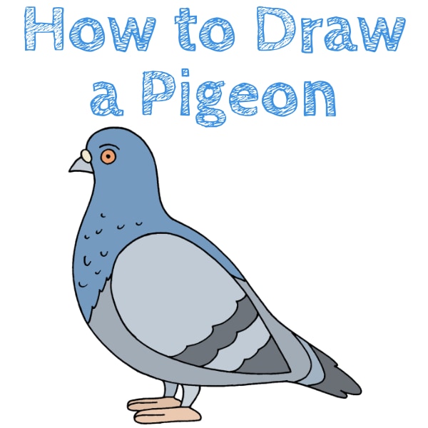 How to Draw a Pigeon