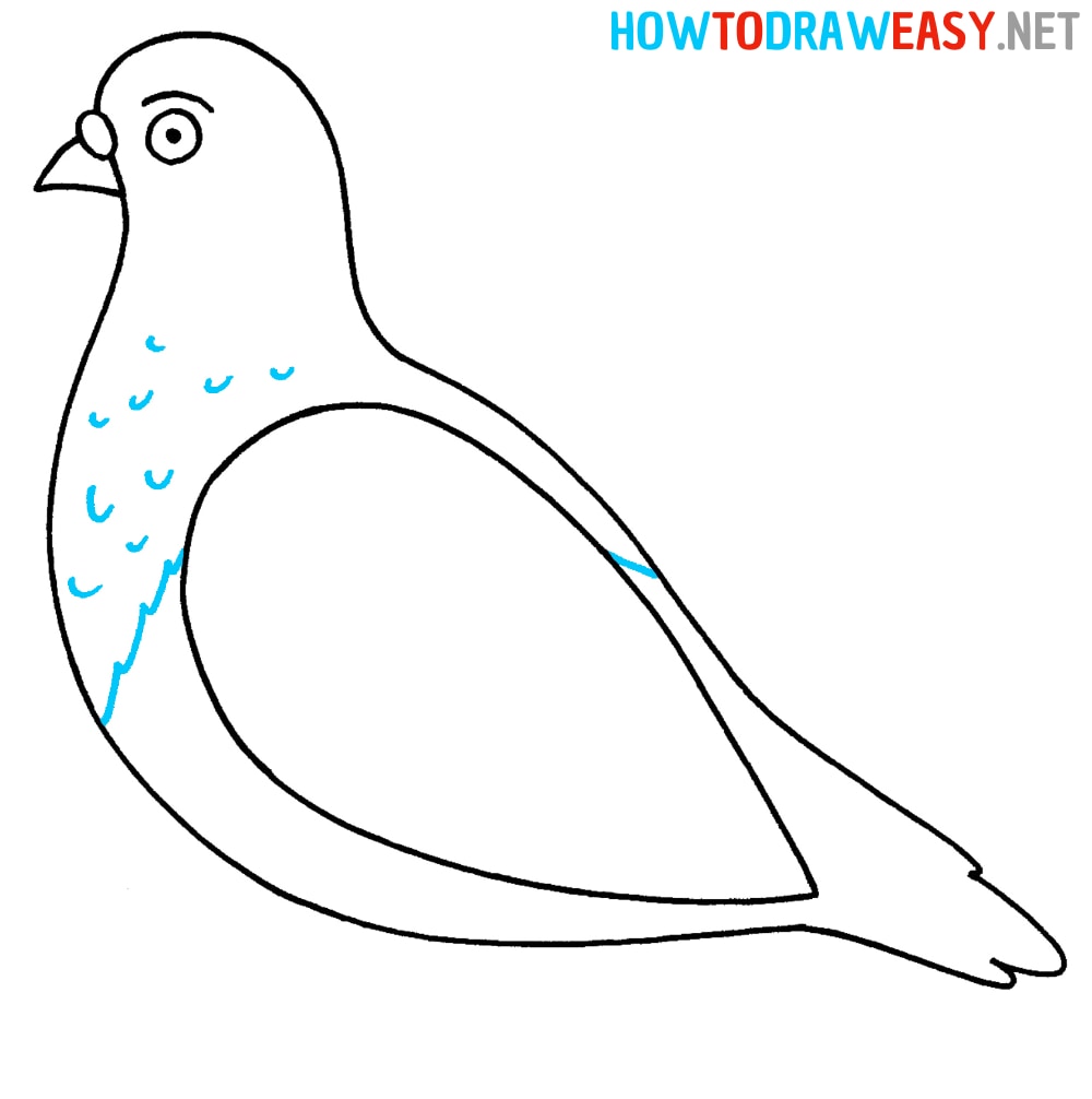 Step by Step Pigeon Drawing