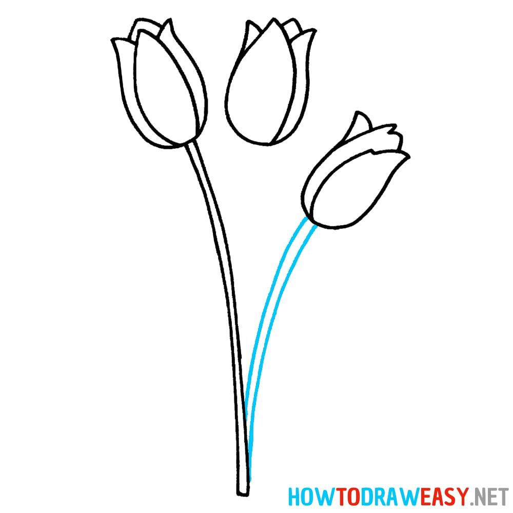 How to Draw a Realistic Tulip