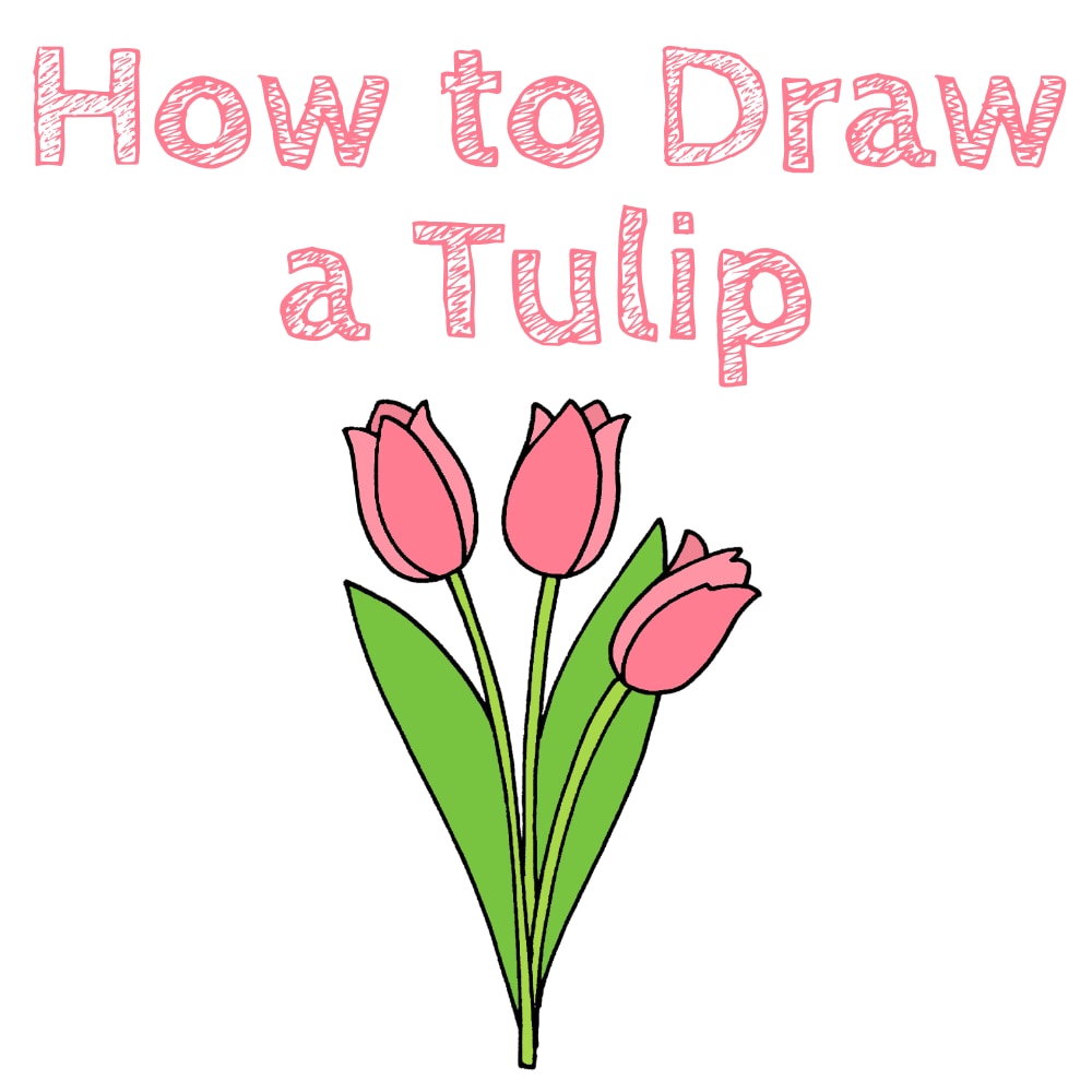 How to Draw an Easy Tulip Flowers