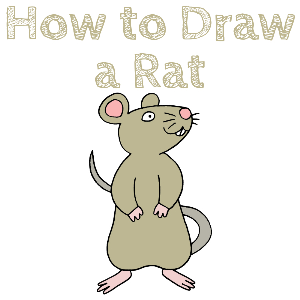 How to Draw a Rat