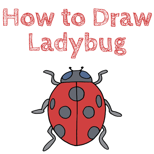 How to Draw a Ladybug